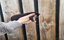 Mixed Breed cats for sale: Black and white farm bred kittens  - Image 4