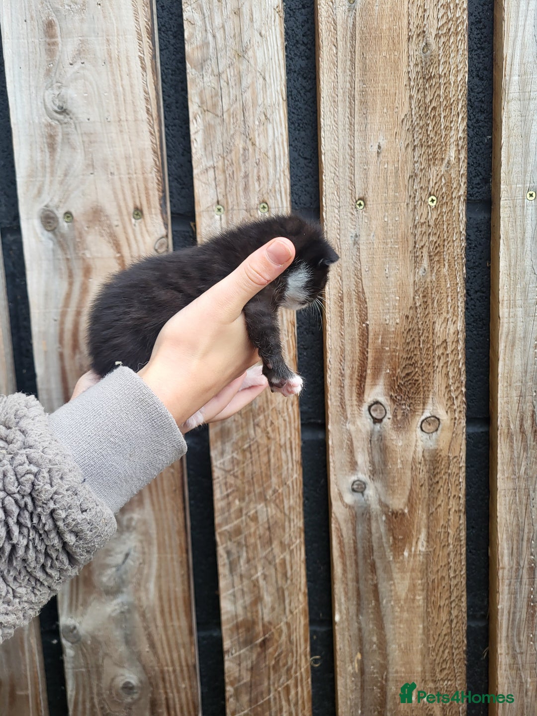 Mixed Breed cats for sale: Black and white farm bred kittens  - Image 4