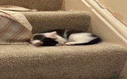 Mixed Breed cats for sale: Four beautiful kittens with lovely markings! - Image 8