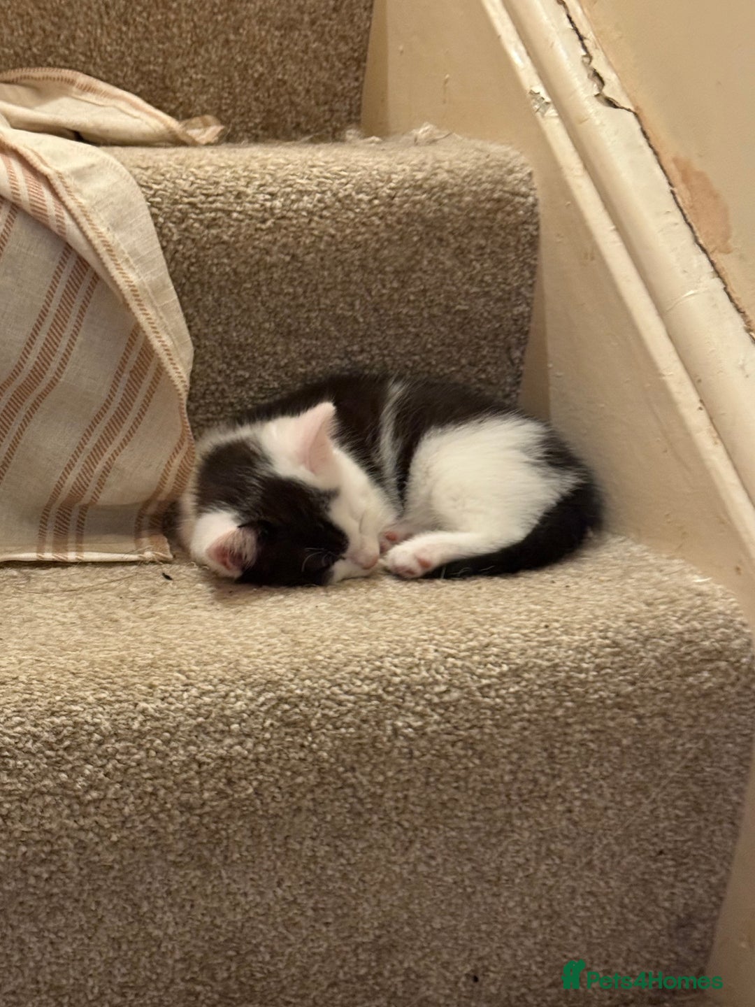 Mixed Breed cats for sale: Four beautiful kittens with lovely markings! - Image 8