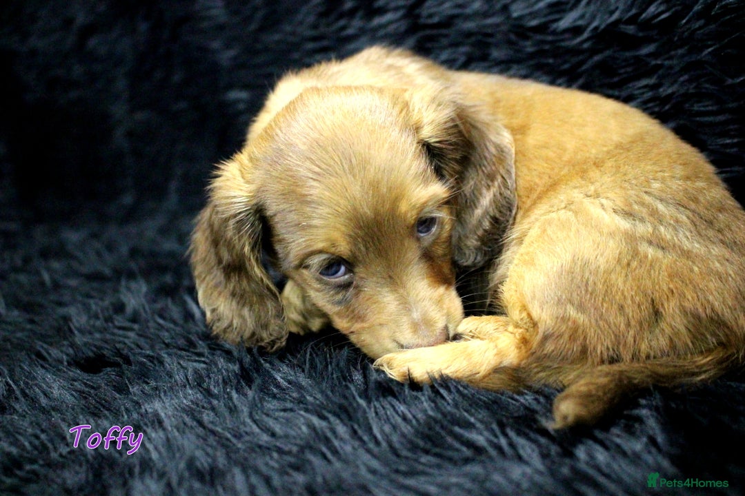Miniature Dachshund dogs for sale: KC PRA Clear Mini Longhair Daxies – Dapple - Advert 23