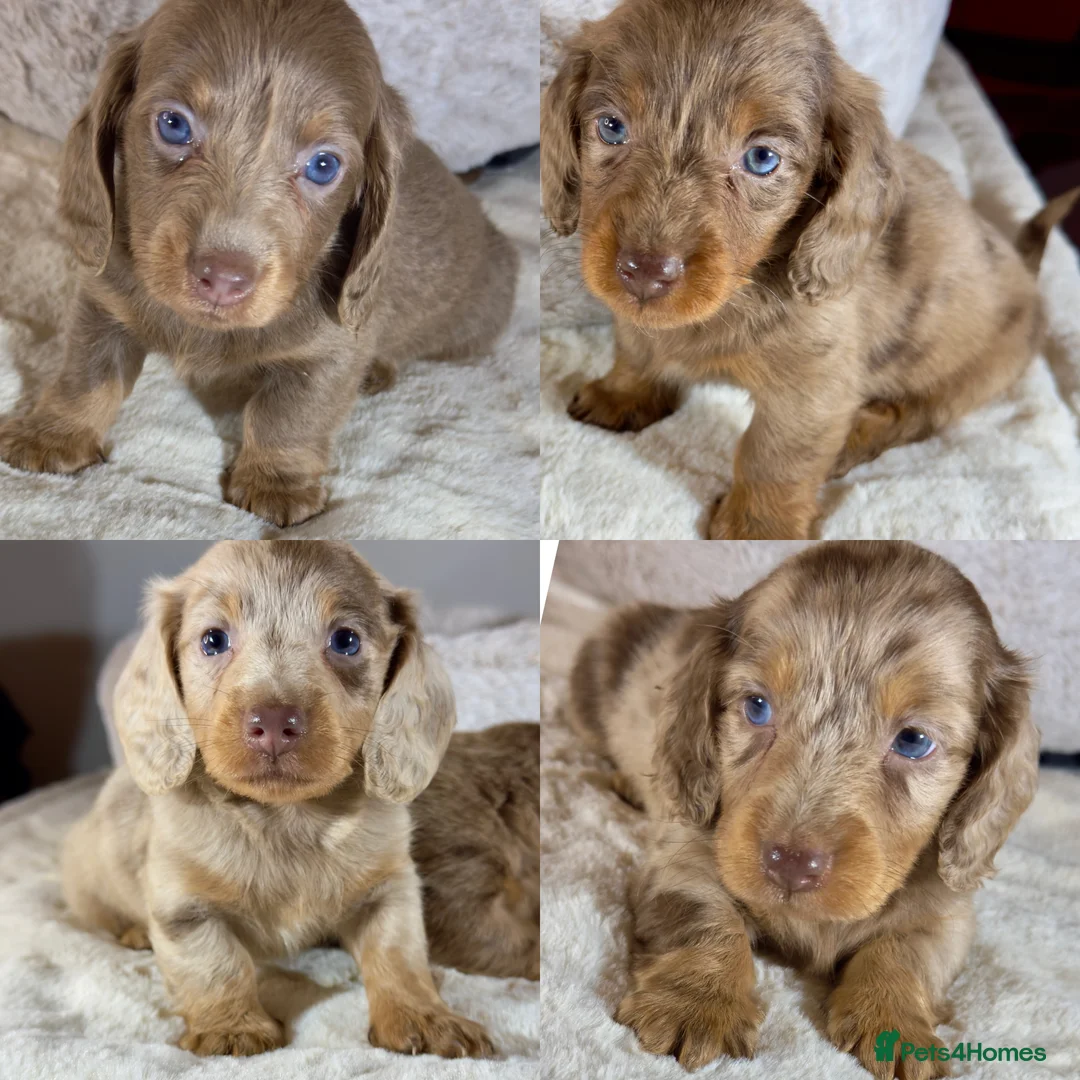 Miniature Dachshund dogs for sale: Long Hair Dachshund miniature Dapple - Advert 3