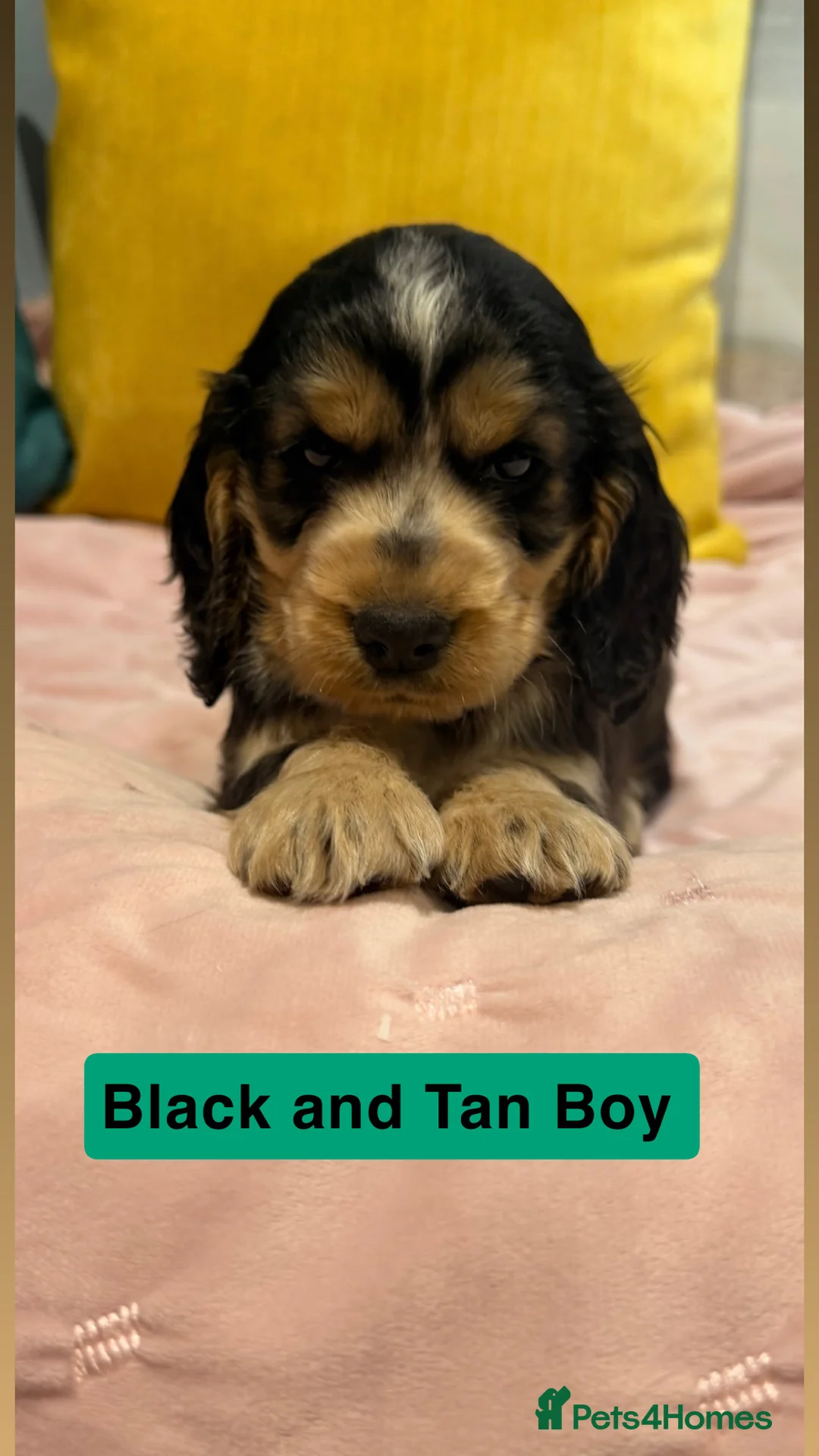 Cockapoo dogs for sale: Cockapoos  - Advert 20