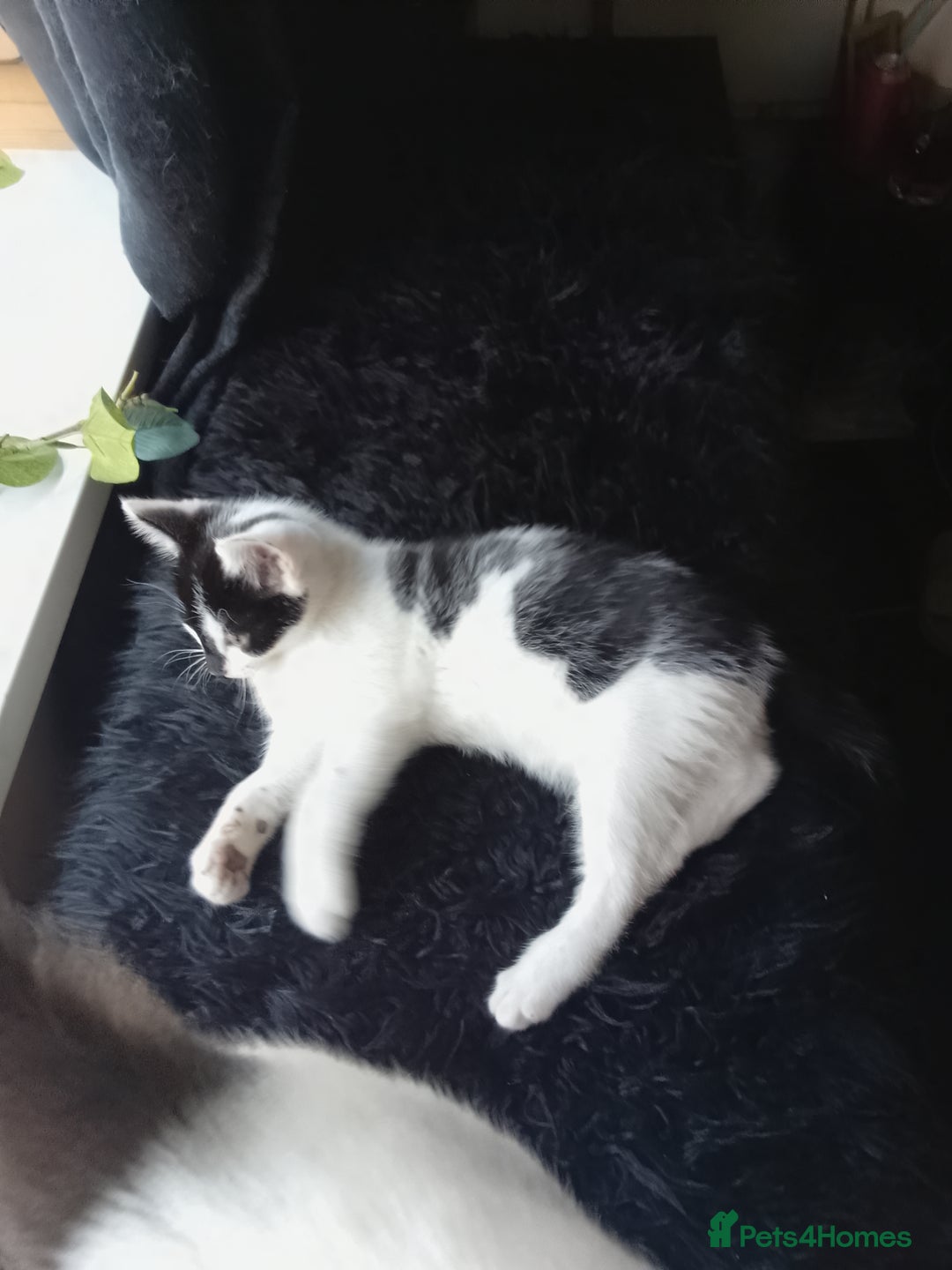 Domestic Shorthair cats for sale: Gorgeous boy kitten for sale in Ashford - Image 1