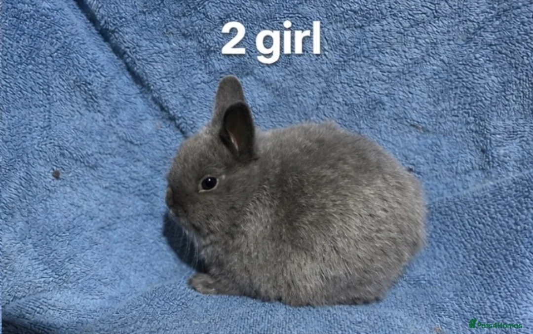 Netherland Dwarf rabbits for sale: Dwarf Netherland rabbits  - Advert 1