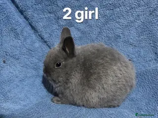 Netherland Dwarf rabbits Dwarf Netherland rabbits - Advert 4