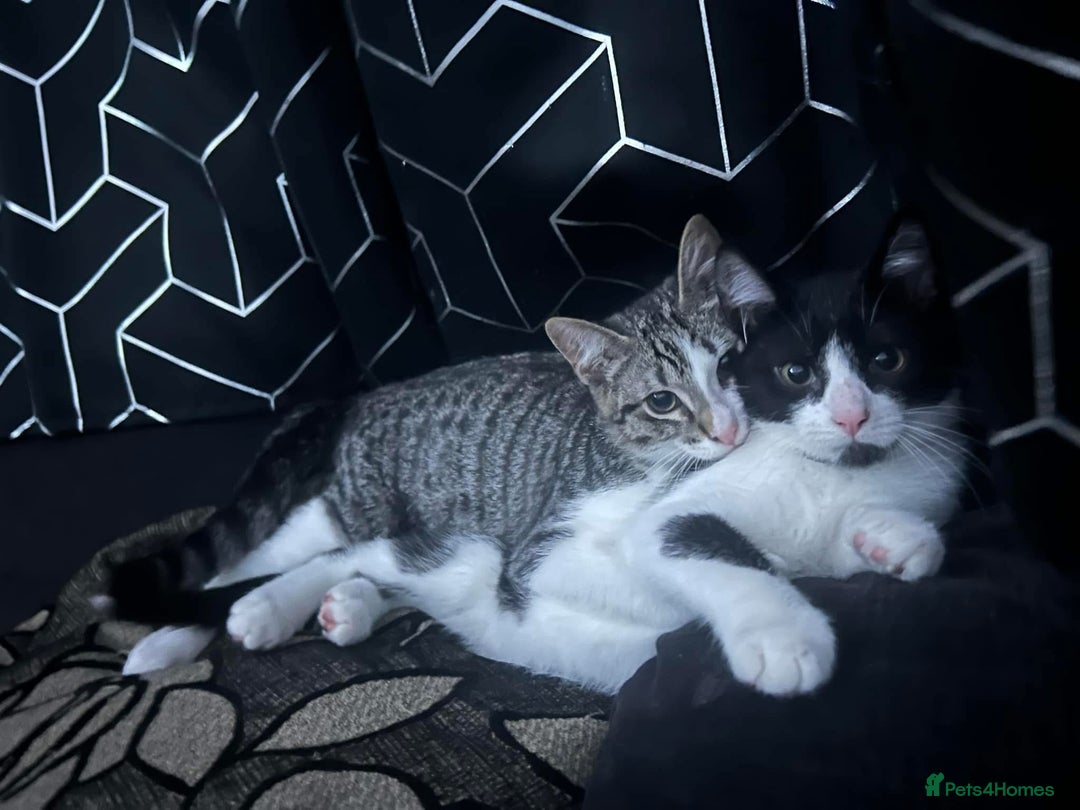 Mixed Breed cats for sale: 2 cats. Mini & Bluey  - Advert 6