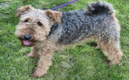 Welsh Terrier dogs for sale: Welsh Terrier  - Image 4