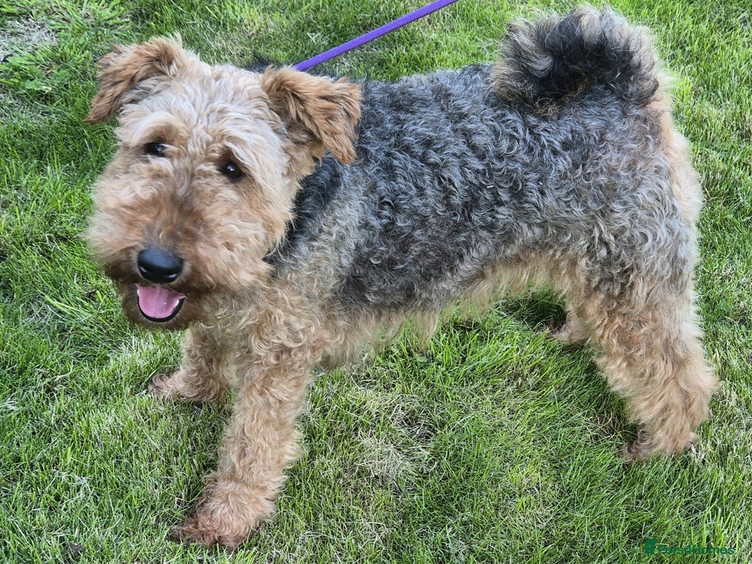 Welsh Terrier dogs for sale: Welsh Terrier  - Image 4