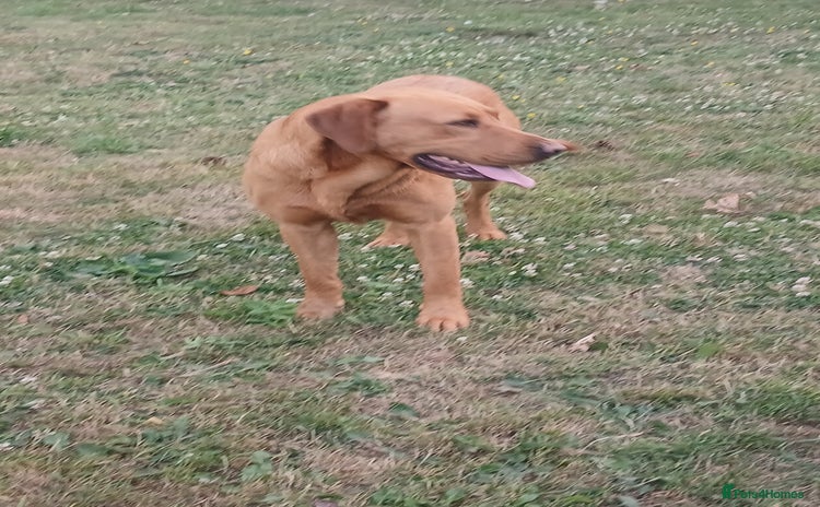 Labrador Retriever dogs - Advert 1