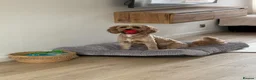 Cavapoo dogs for stud: cavapoo male stud in Wingate - Advert 8