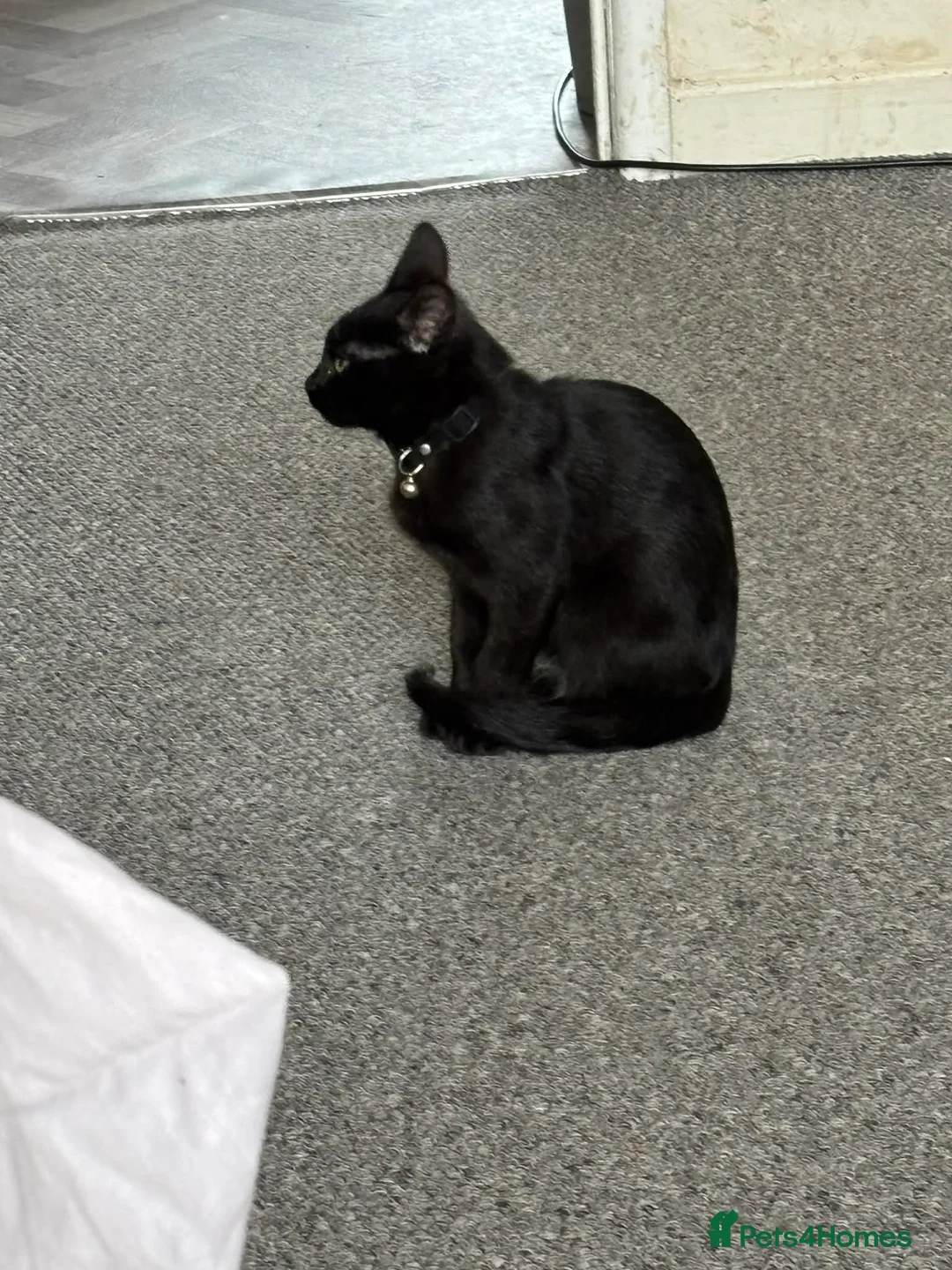 Mixed Breed cats for sale: Boy kitten  - Advert 3