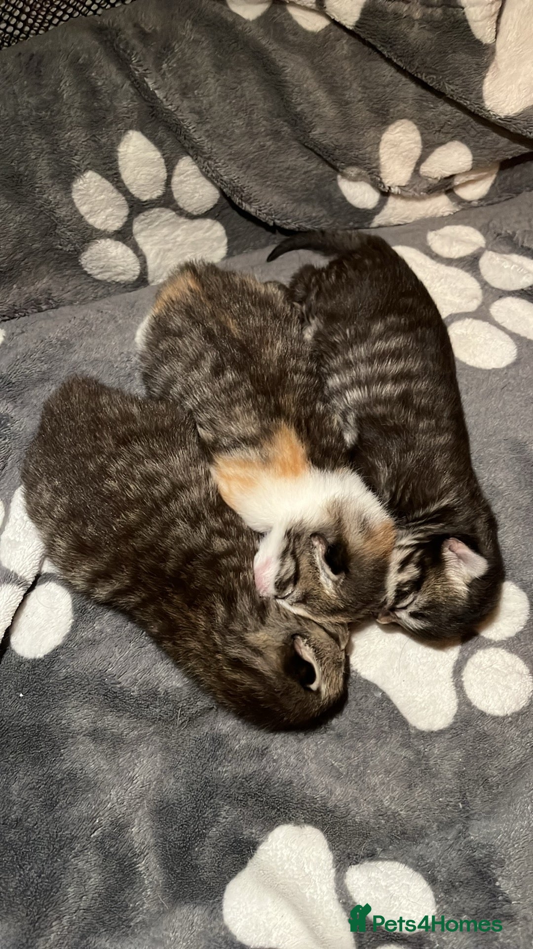 Mixed Breed cats for sale: Tabby boy  - Image 10