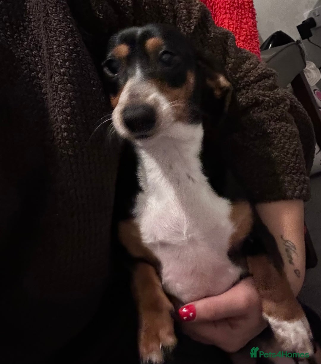 Dachshund dogs for sale: Boy dashund  - Advert 2