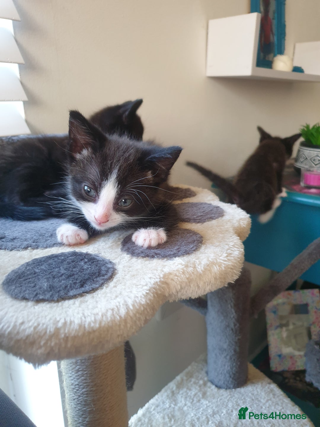 Domestic Shorthair cats for sale: Beautiful Domestic Short-haired kittens - Image 12