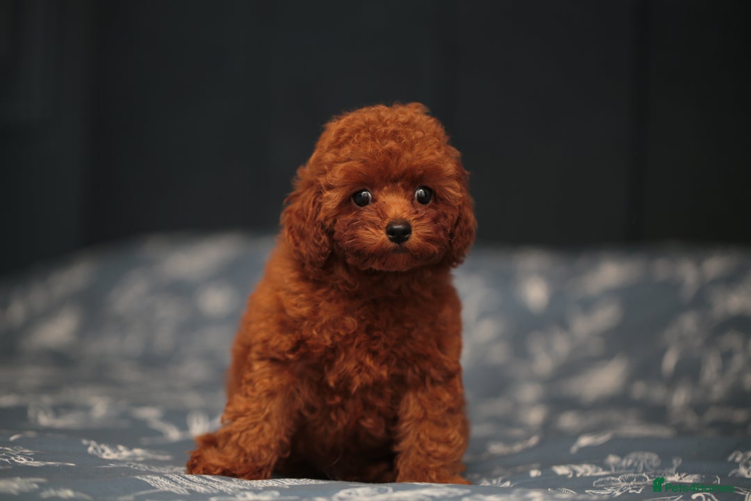 Toy Poodle dogs for sale: ASIAN TOY POODLE PUPPIES - Image 7