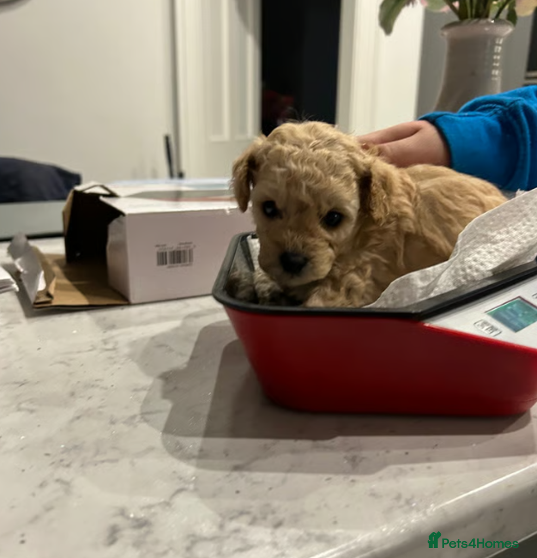 Toy Poodle dogs for sale: Beautiful KC Toy Poodle Puppies Ready Now in Belfast - Image 5