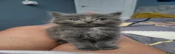 Mixed Breed cats for sale: Beautiful grey kittens  - Advert 4
