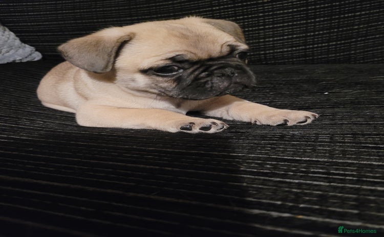 Frug dogs - Advert 5