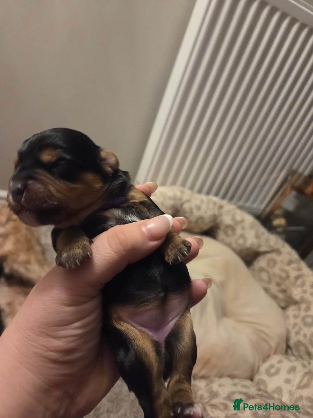 Mixed Breed dogs for sale: Yorkipoo - Advert 4