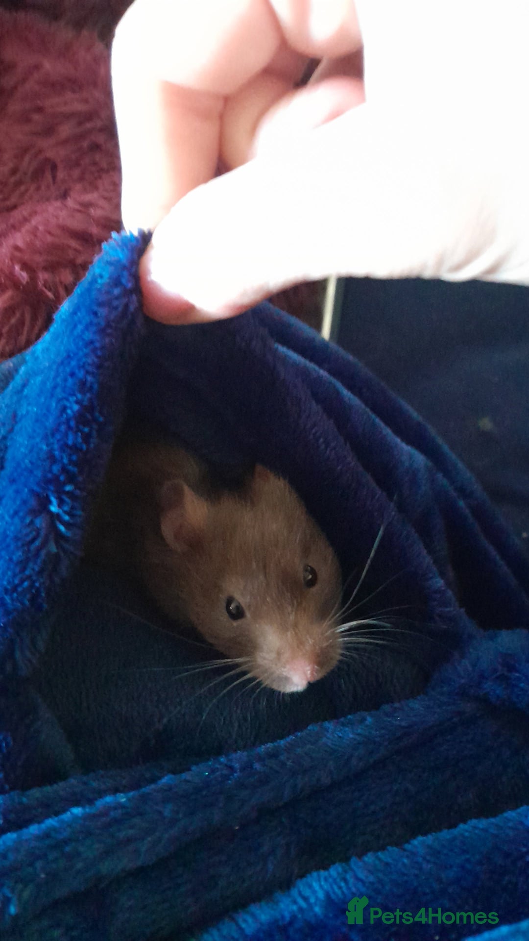 Hamster rodents for sale: Titch. Syrian Hamster. Cage, food and bedding too. - Advert 1