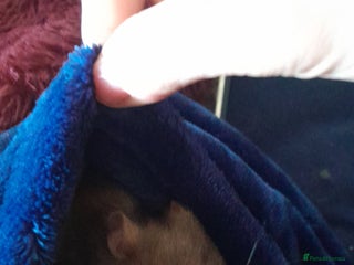 Hamster rodents Titch. Syrian Hamster. Cage, food and bedding too. - Advert 1