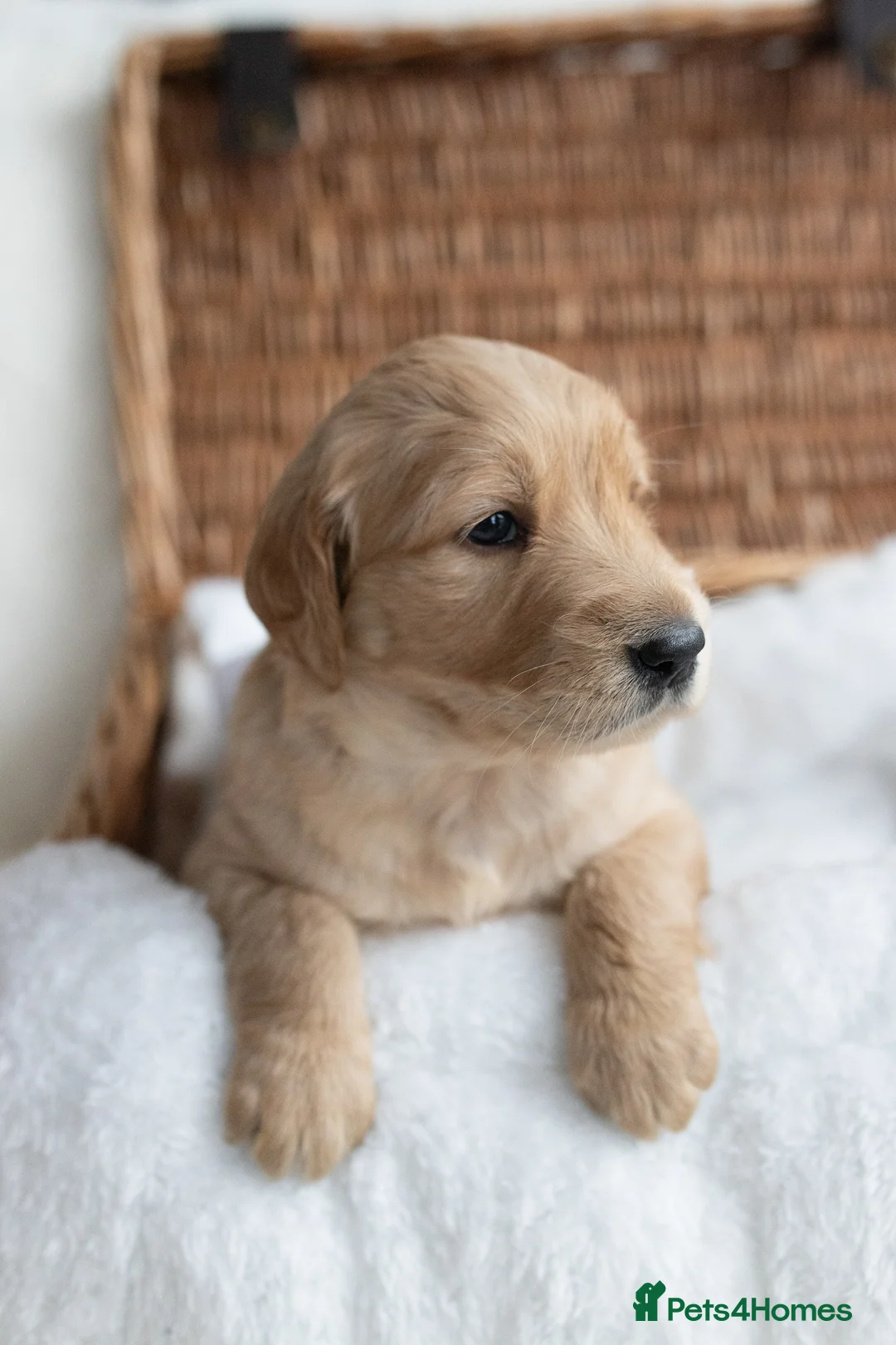 Mixed Breed dogs for sale: Mini Golden retriever ( Dakota sport retriever) - Advert 29