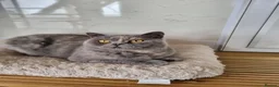 British Shorthair cats for sale: British Shorthair girl.  - Advert 12