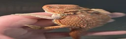 Bearded Dragon reptiles for sale: Red Monster blue bars and Hypos and Trans - Advert 20