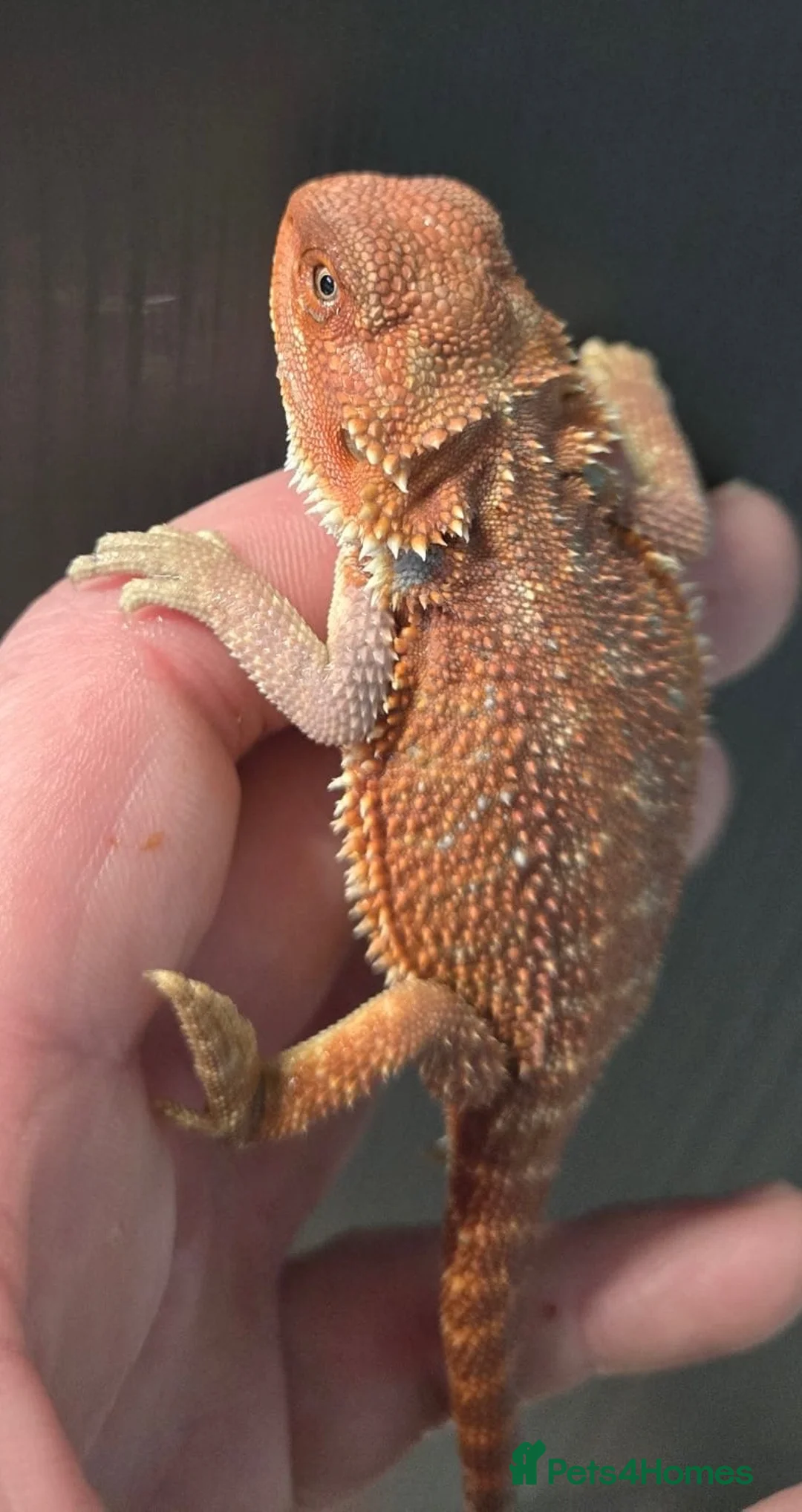 Bearded Dragon reptiles for sale: Red Monster blue bars and Hypos and Trans - Advert 20