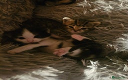 British Shorthair cats for sale: Kittens for sale - Image 2