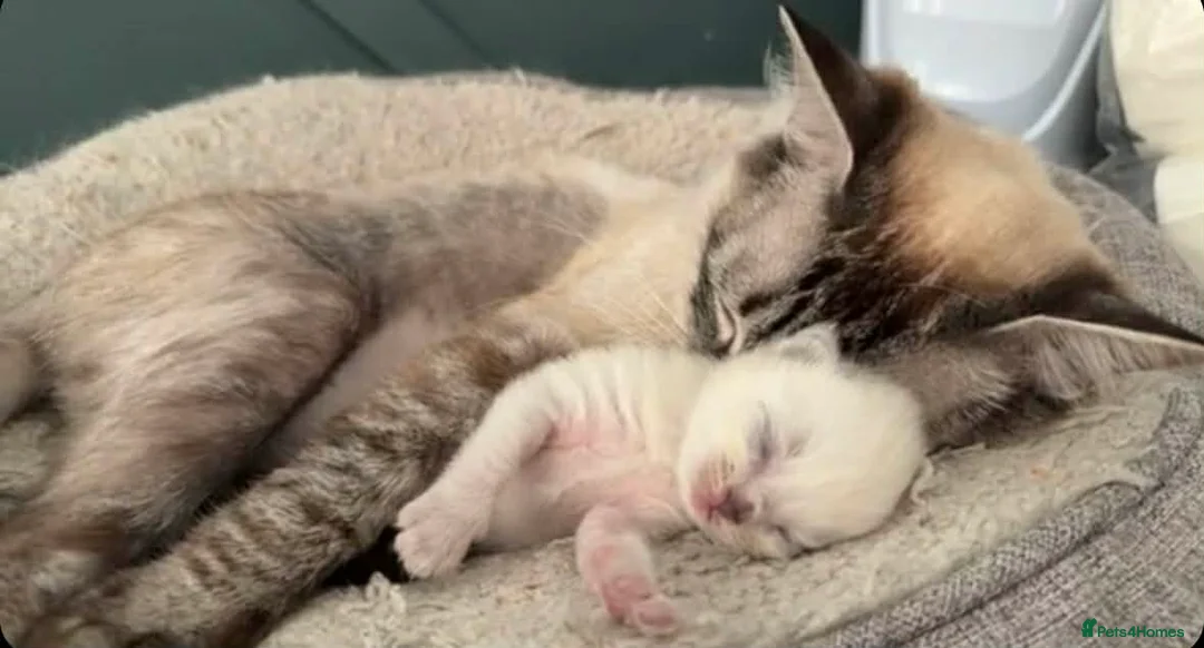 Ragdoll cats for sale: Female ragdoll kitten in Oxford - Advert 3