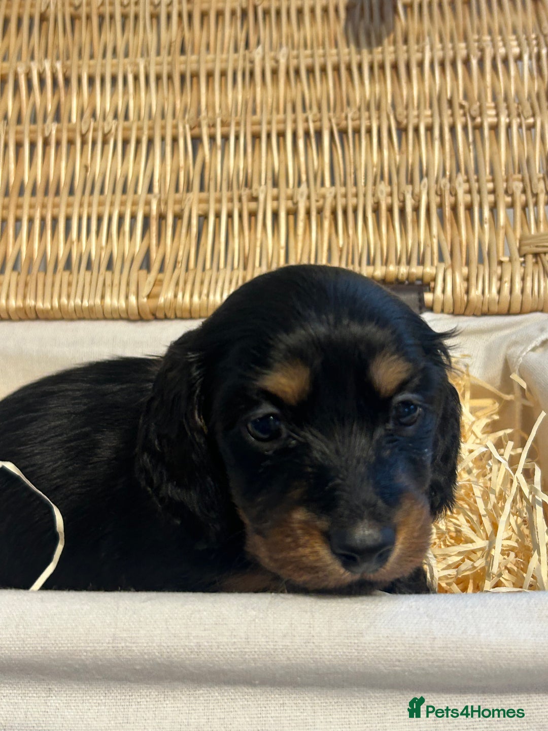 Miniature Dachshund dogs for sale: Black and Tan Miniature Daschund  - Advert 21