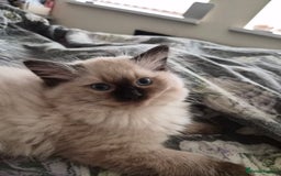 Ragdoll cats for sale: Beautiful Chocolate Point Ragdoll X Persian - Image 2