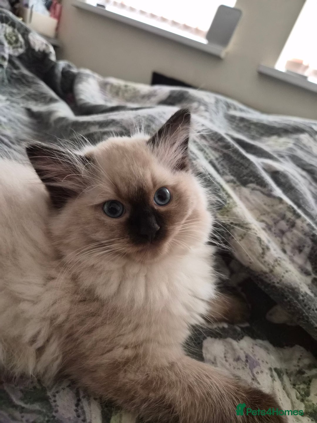 Ragdoll cats for sale: Beautiful Chocolate Point Ragdoll X Persian - Image 2