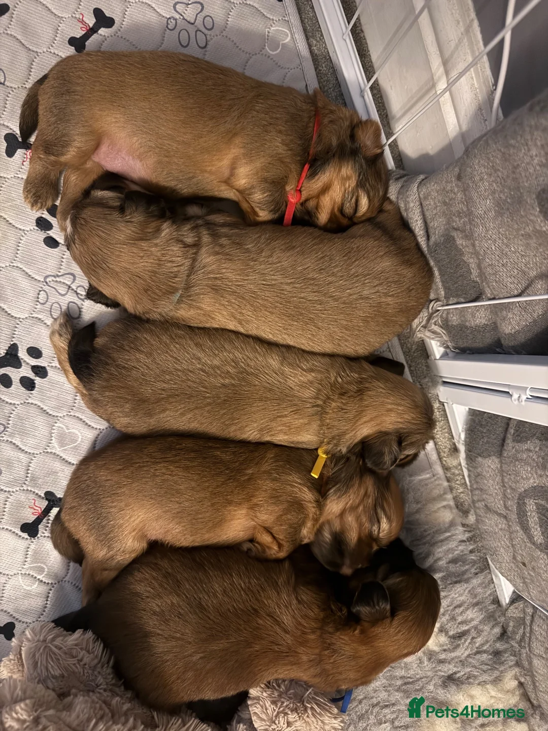 Shih Tzu dogs for sale: Shih Tzu girl puppies for sale - Advert 2