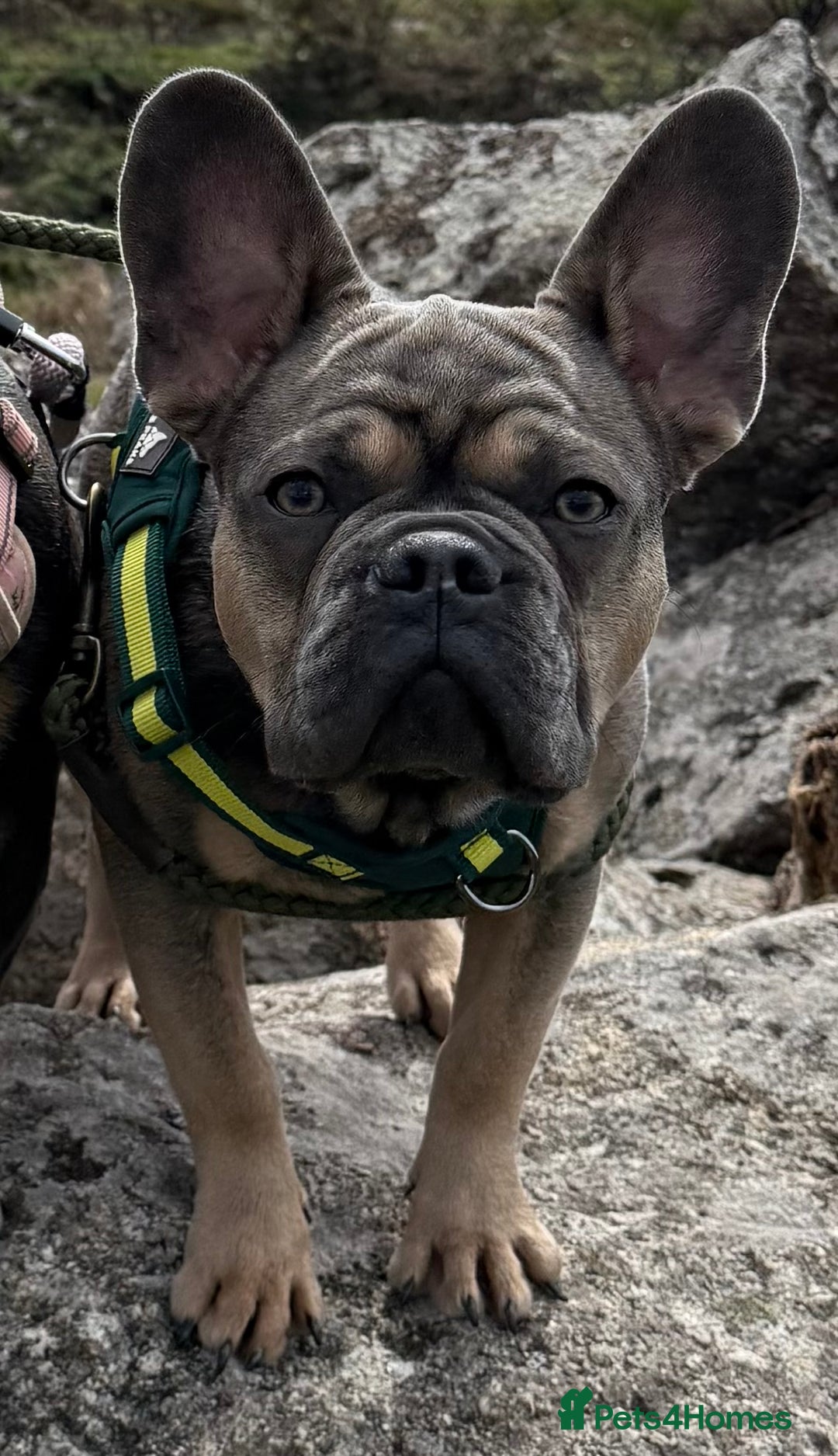 French Bulldog dogs for sale: French bulldog  - Advert 1