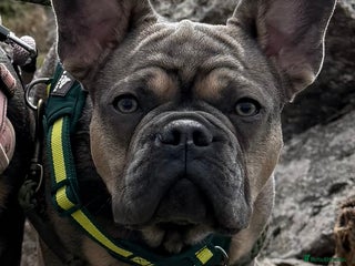 French Bulldog dogs French bulldog - Advert 1