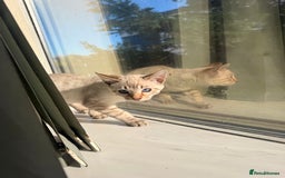 Bengal cats for sale: Blue Eyed Snow Lynx Kittens  - Image 6