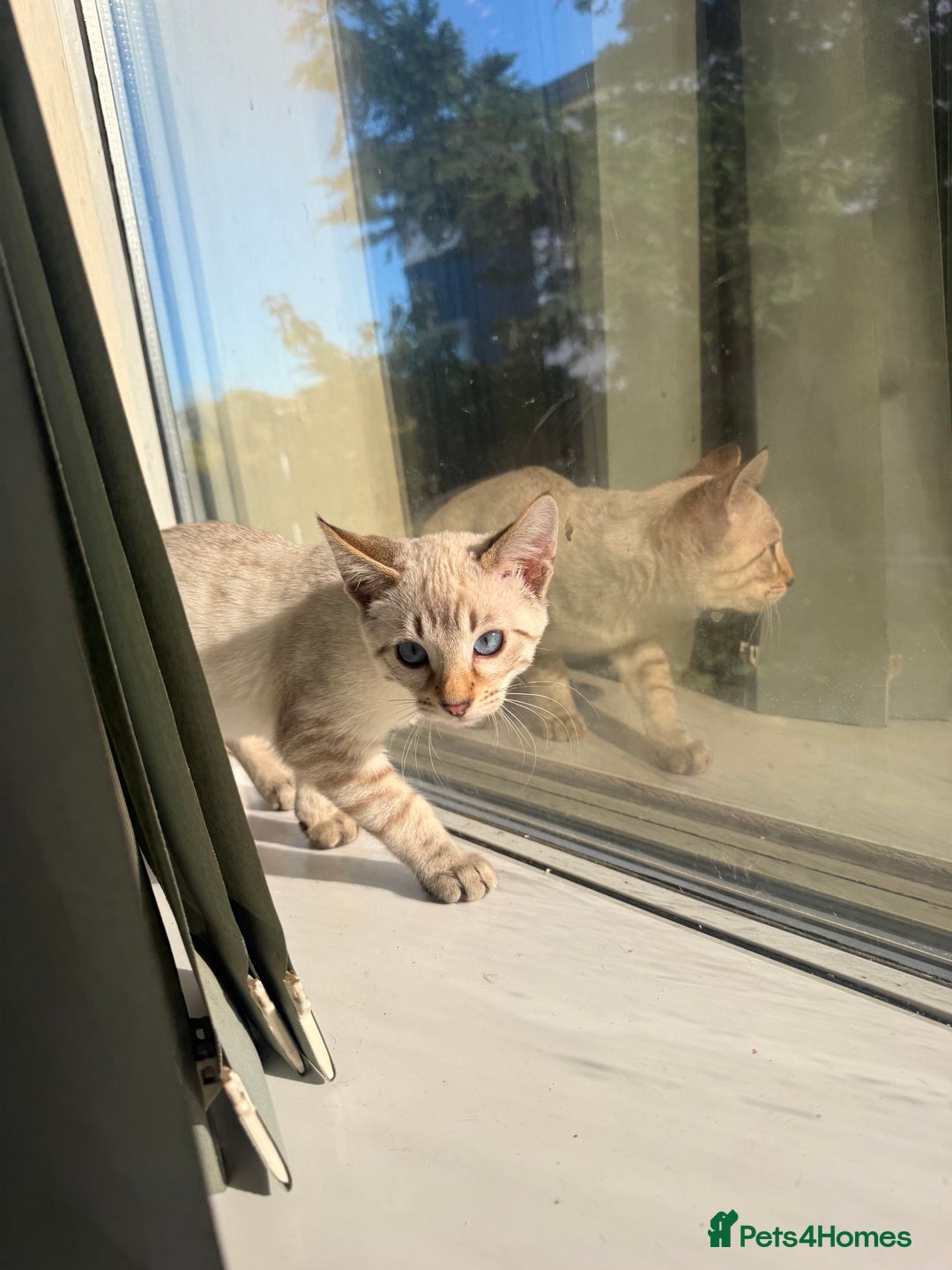 Bengal cats for sale: Blue Eyed Snow Lynx Kittens  - Image 6