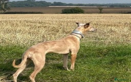 Whippet dogs for sale: 99% whippets (Merle) - Image 2