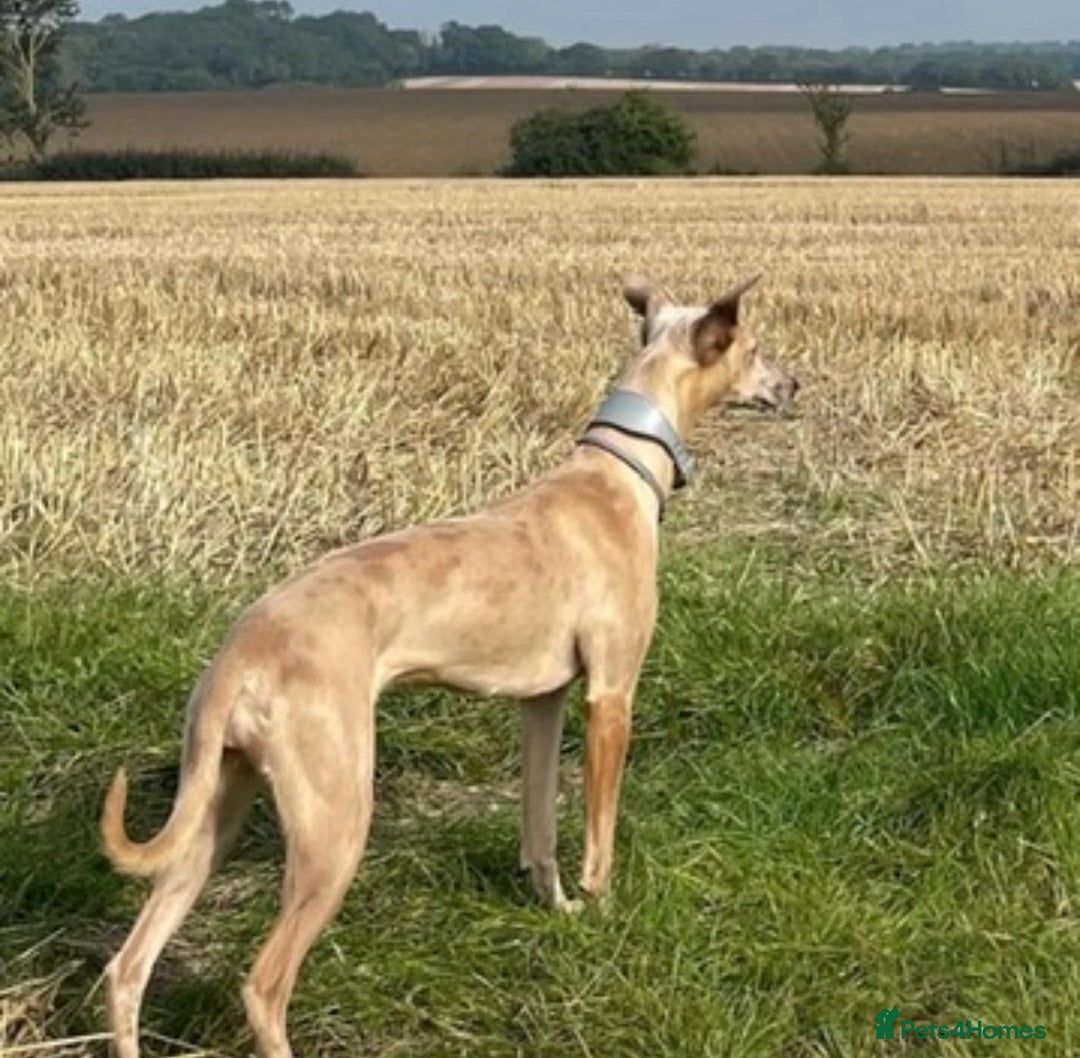 Whippet dogs for sale: 99% whippets (Merle) - Image 2