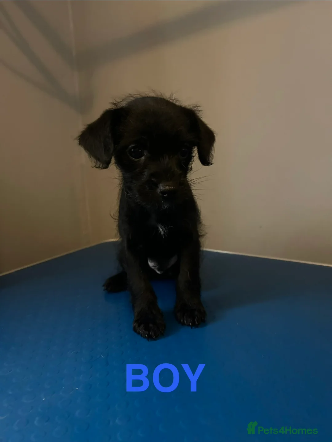 Chipoo dogs for sale: Chihuahua cross poodle puppies - Advert 15