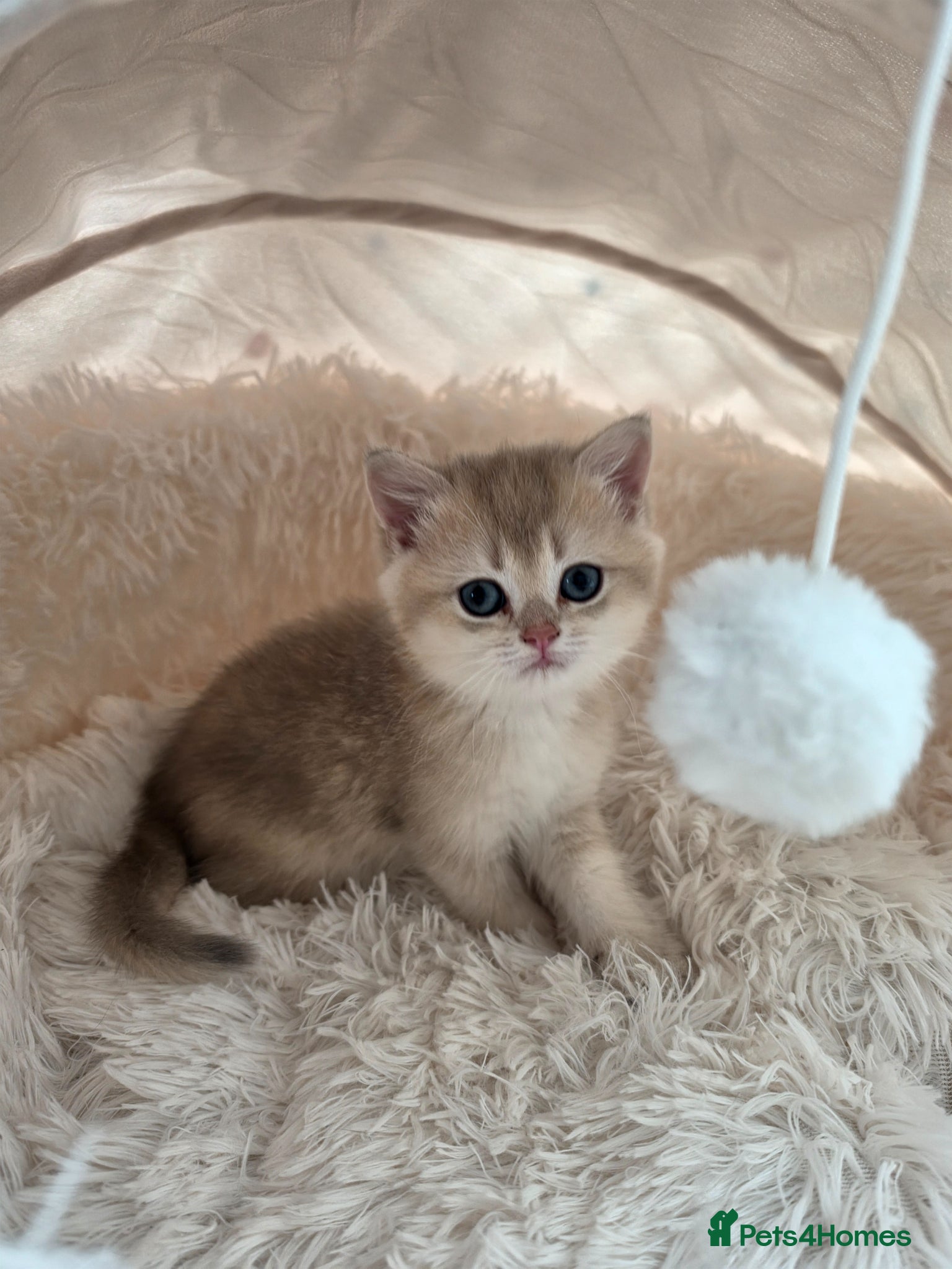 British Shorthair cats Last 2 kittens looking for forever home❤️ - Advert 2