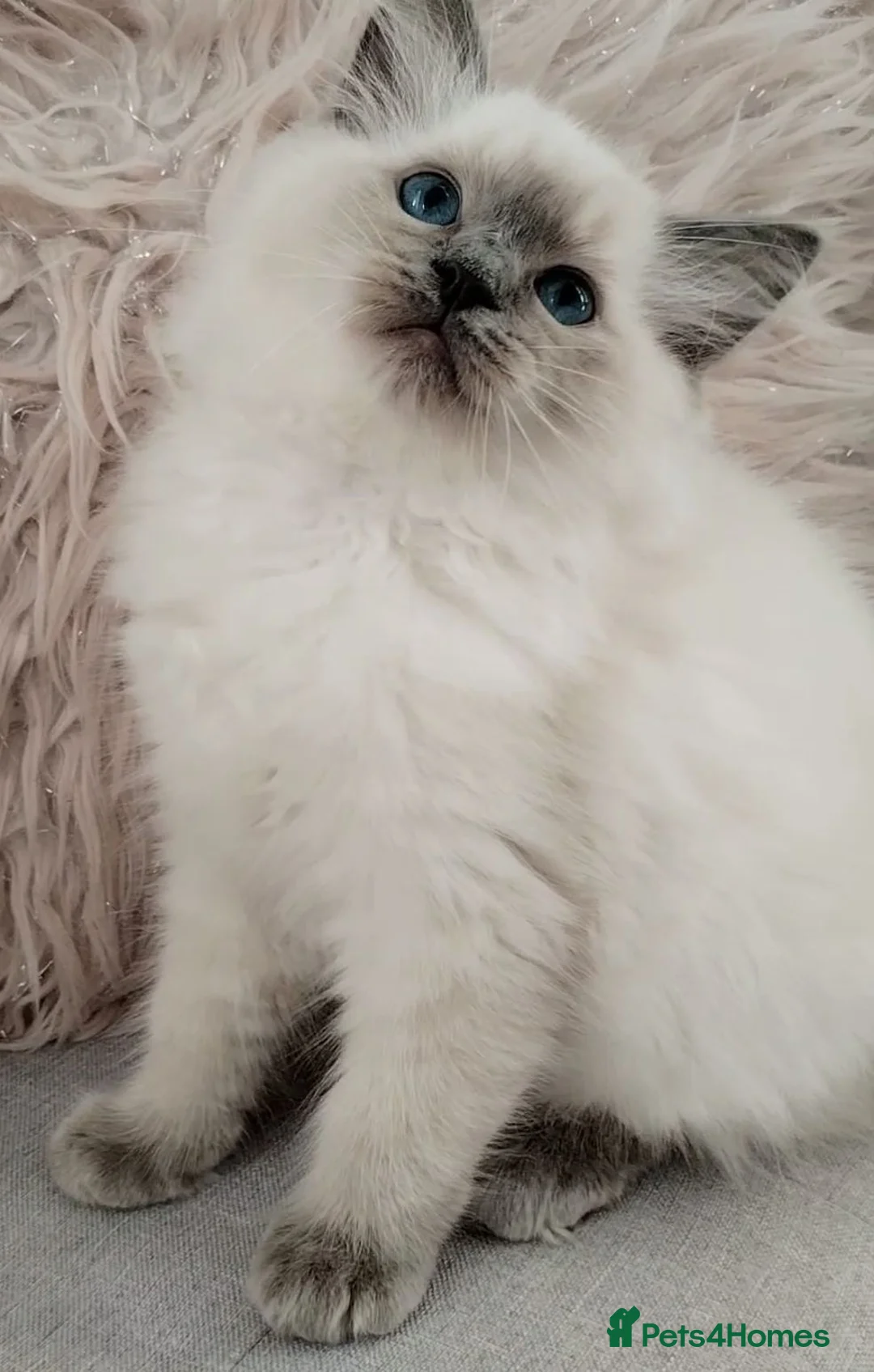 Ragdoll cats for sale: Tica registered Ragdoll kittens 💕  - Advert 9