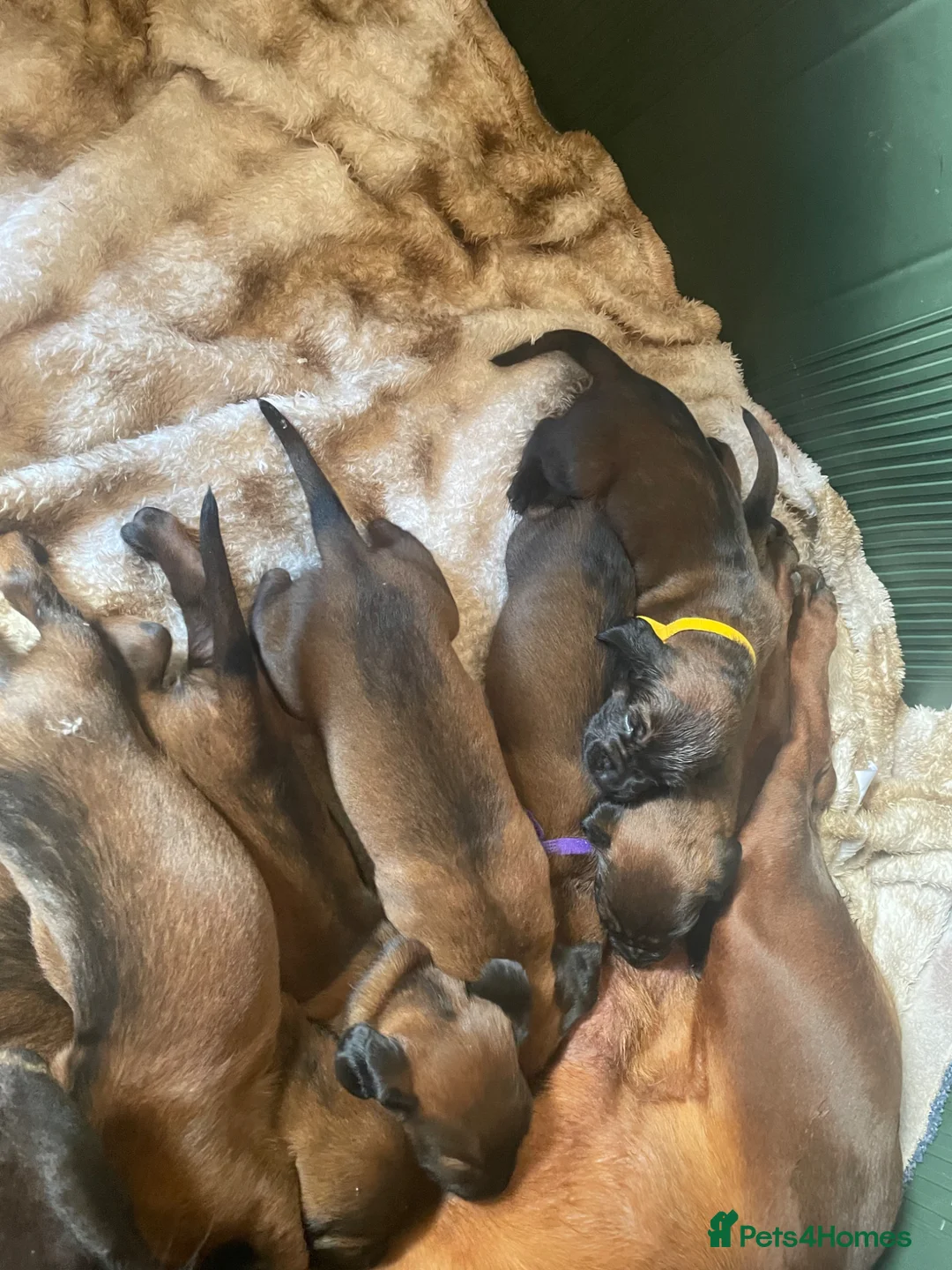 Bavarian Mountain Hound dogs for sale: Bavarian mountain hound puppies in Strabane - Advert 2