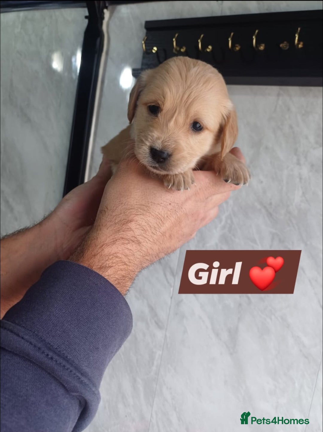 Labrador Retriever dogs for sale: READY TO LEAVE NOW KC registered golden retrievers - Advert 17