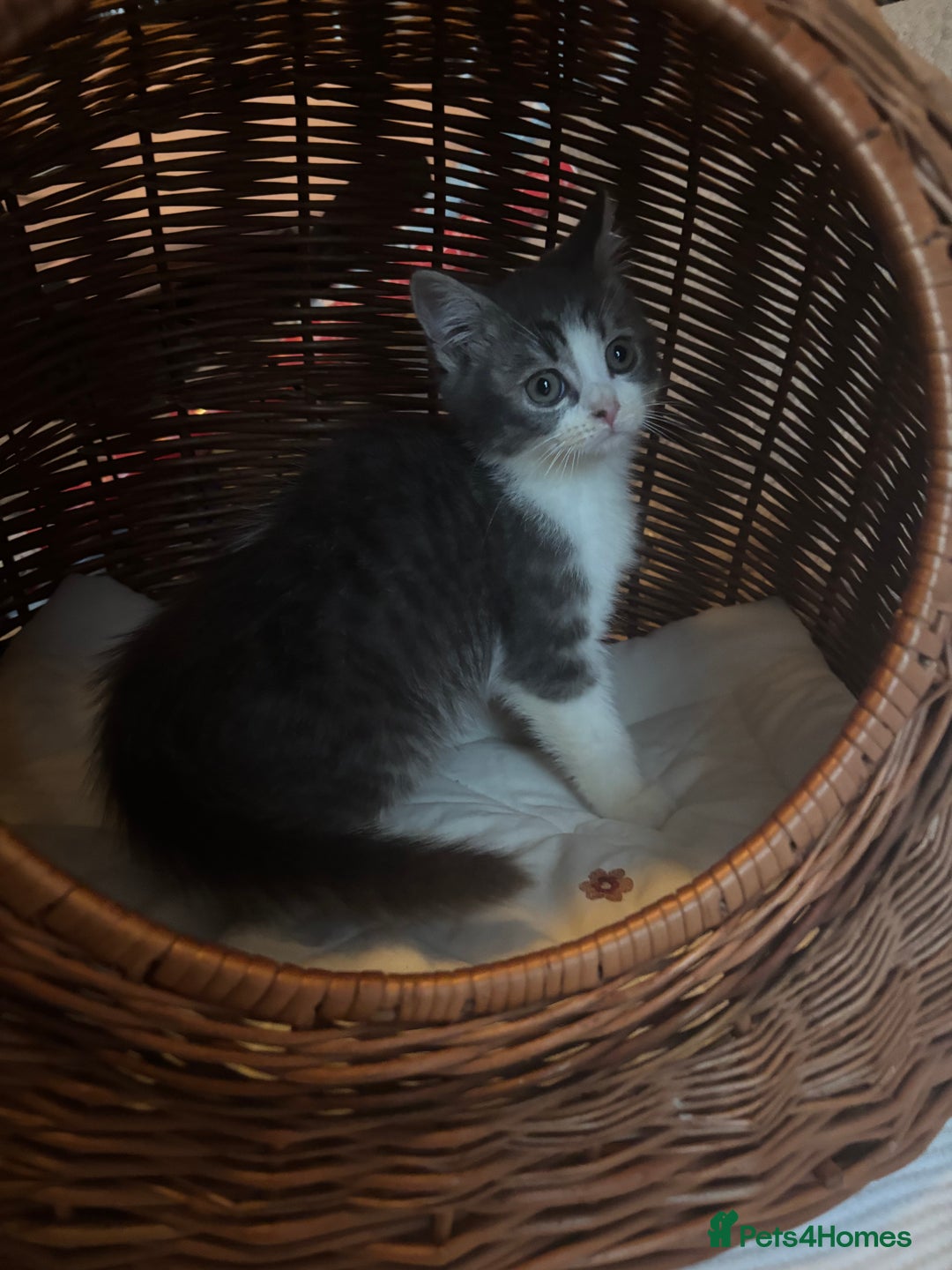 Mixed Breed cats for sale: Maine-Coon x British Blue Kittens.  - Advert 22