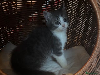 Mixed Breed cats Maine-Coon x British Blue Kittens. - Advert 5