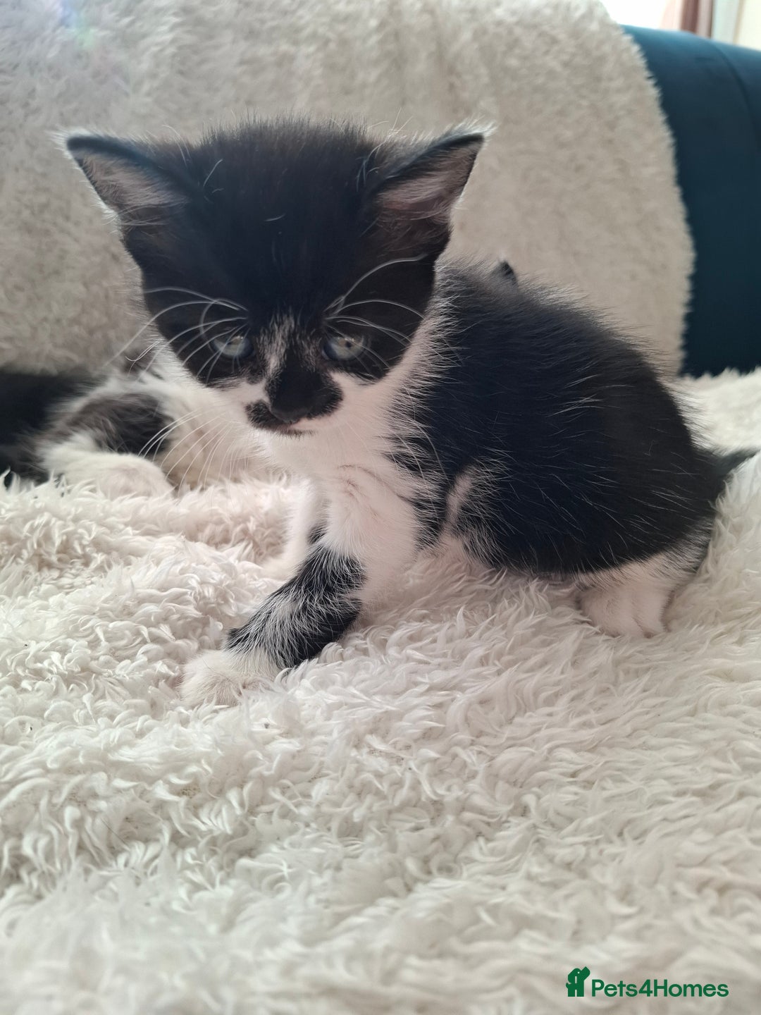 Mixed Breed cats for sale: Tabby/British short hair - Advert 33